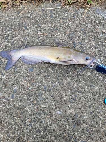 アメリカナマズの釣果