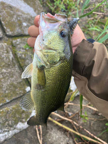 新川（霞ヶ浦）