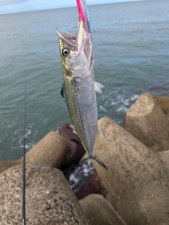 サゴシの釣果