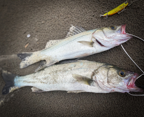 スズキの釣果