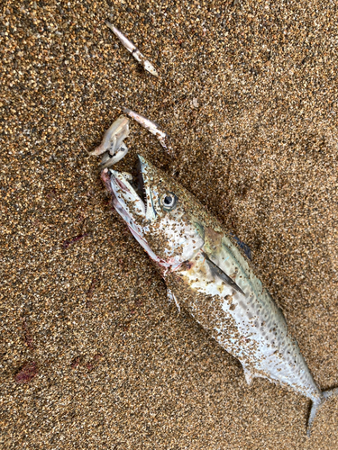 サゴシの釣果