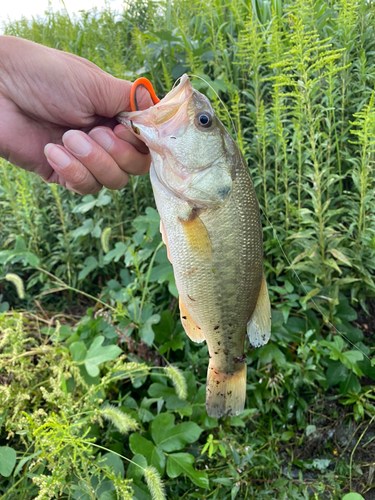 ラージマウスバスの釣果