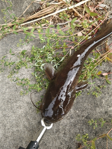 ナマズの釣果