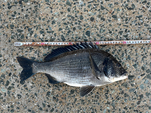 チヌの釣果