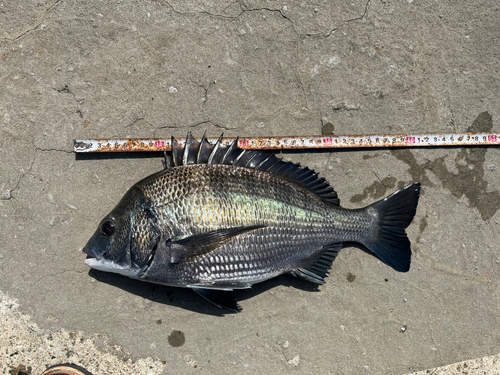 チヌの釣果