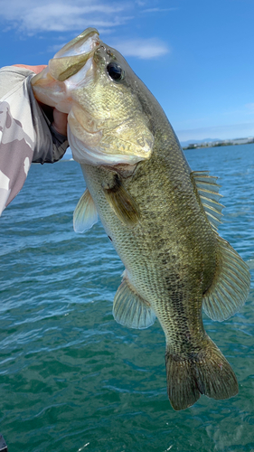 バラムツの釣果