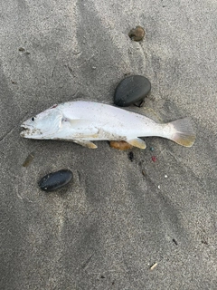 ニベの釣果