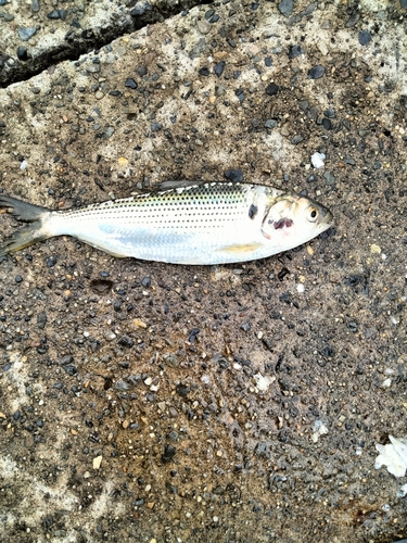 コノシロの釣果