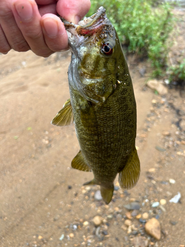 スモールマウスバスの釣果