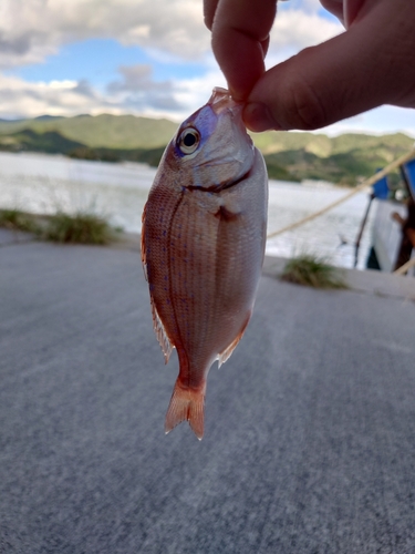 チャリコの釣果