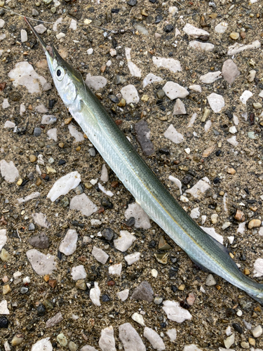 サヨリの釣果