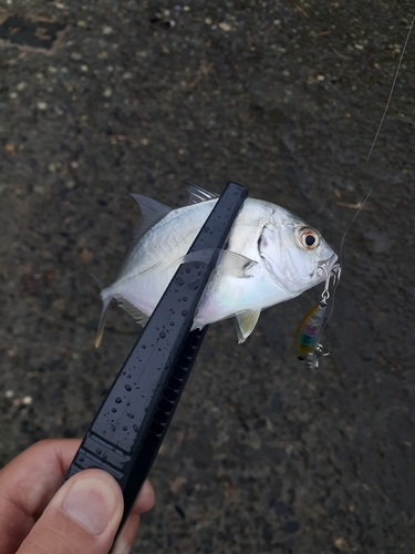 メッキの釣果