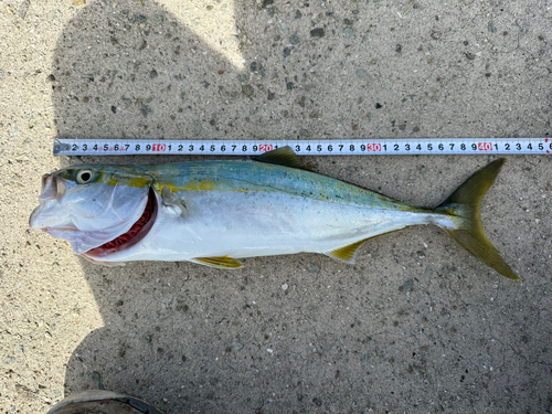 ハマチの釣果