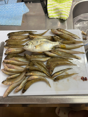 マハゼの釣果