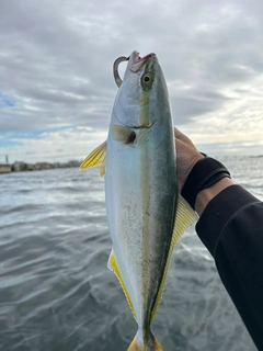 ハマチの釣果