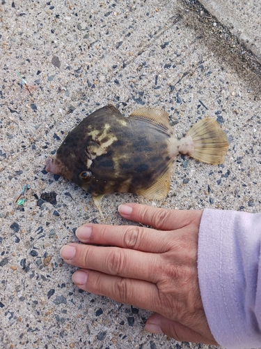 カワハギの釣果