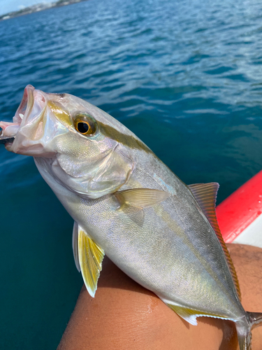 ネリゴの釣果