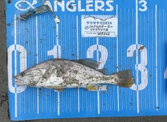 ニベの釣果