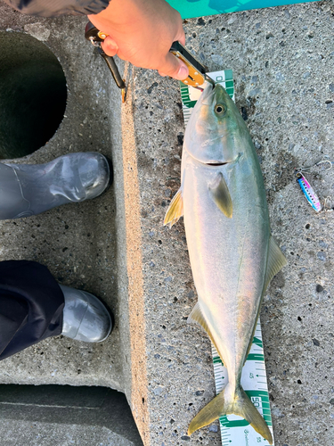 イナダの釣果