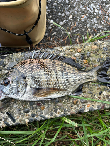 チヌの釣果