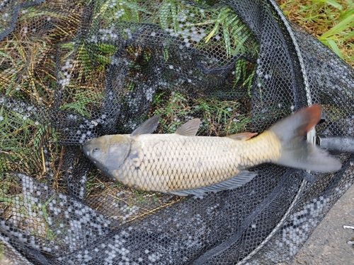 コイの釣果