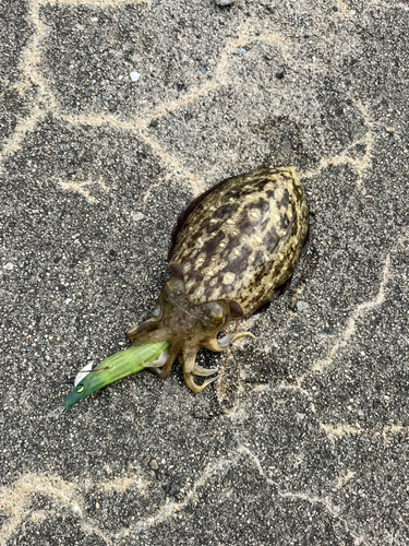 コウイカの釣果