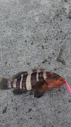 チャイロマルハタの釣果