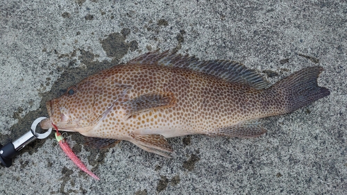 オオモンハタの釣果