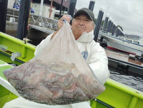 マダコの釣果