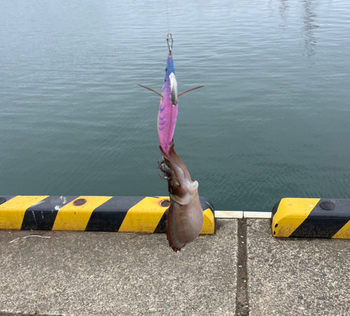 イカの釣果