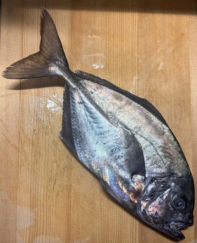 オキアジの釣果