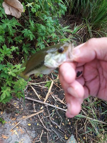 ラージマウスバスの釣果