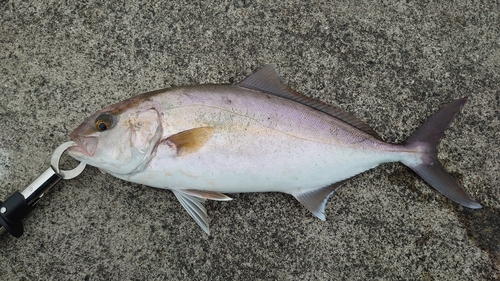 ショゴの釣果