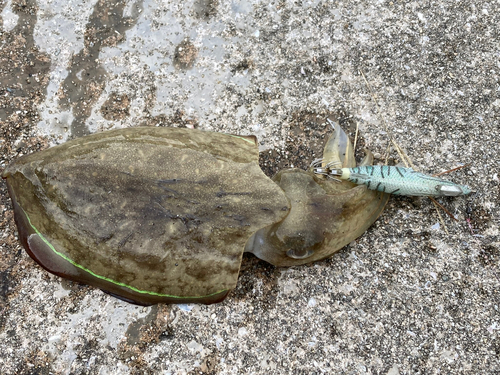 シリヤケイカの釣果