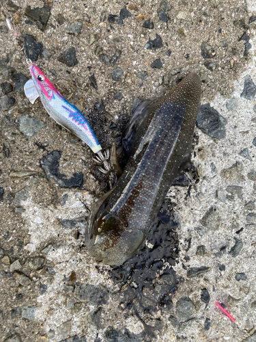 シリヤケイカの釣果