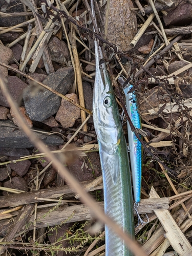 ダツの釣果