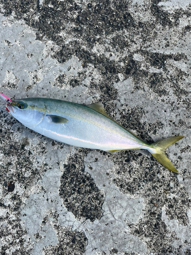 ハマチの釣果