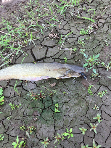 ナマズの釣果