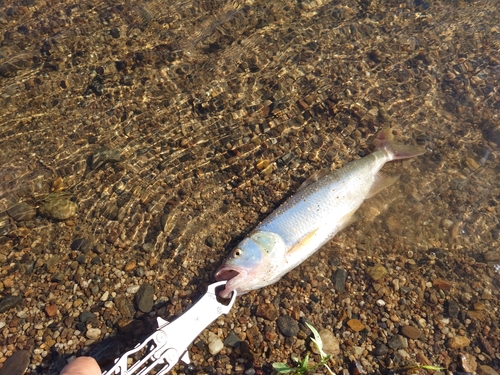 ハスの釣果