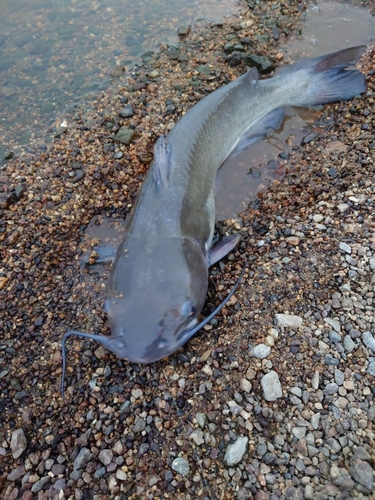 アメリカナマズの釣果