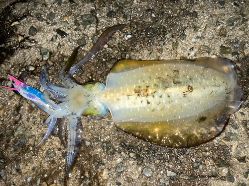 アオリイカの釣果