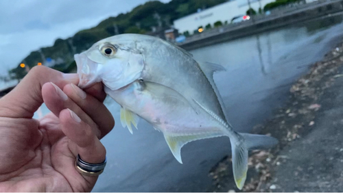 メッキの釣果