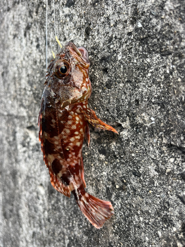 ガシラの釣果