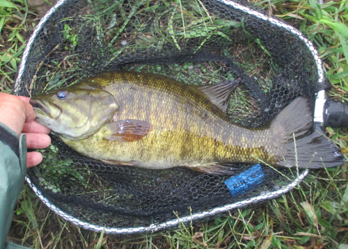 スモールマウスバスの釣果