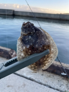 ヒラメの釣果