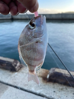 タイの釣果