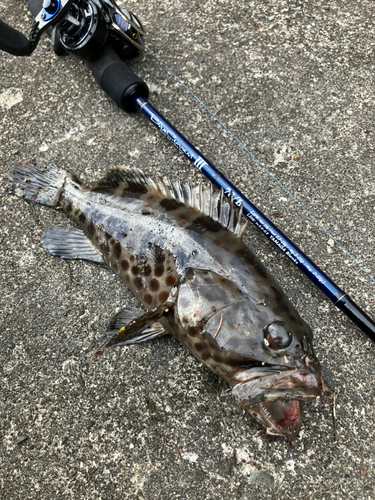 チャイロマルハタの釣果