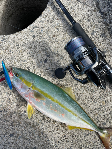 ツバスの釣果