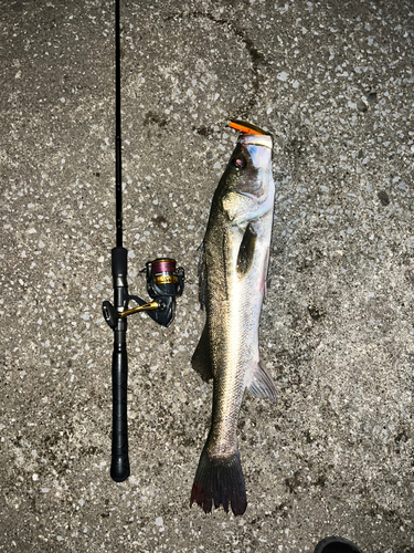 シーバスの釣果