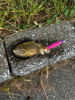 モンゴウイカの釣果